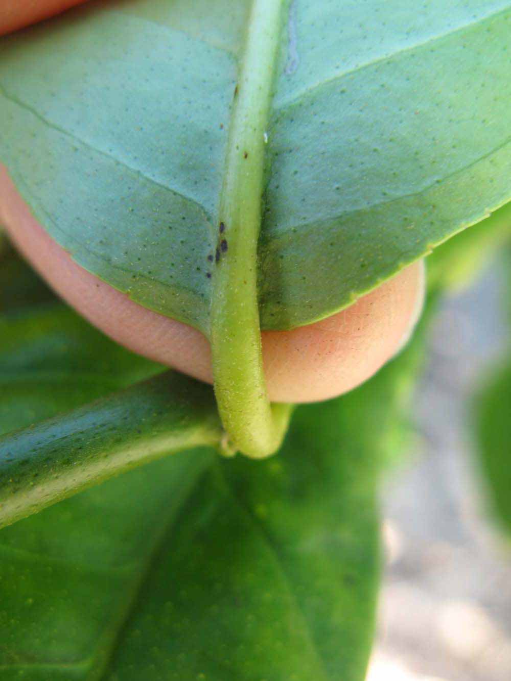              Petiole (Winter Haven, FL)       